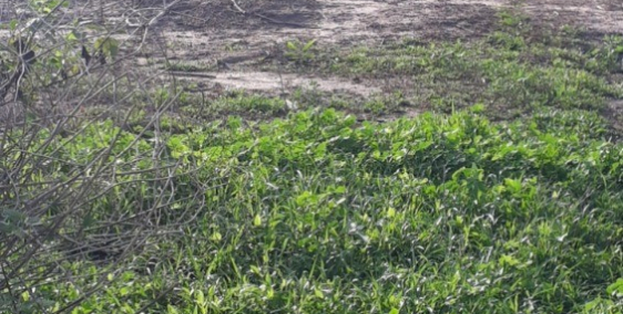 BÁN ĐẤT MẶT TIỀN ĐƯỜNG NHỰA XÃ LONG PHƯỚC-HUYỆN LONG THÀNH