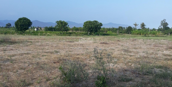 Đất Bình Thuận, giá rẽ, chỉ 60k/m2. Xem sổ trước khi mua