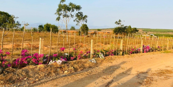 Đất vàng du lịch Bình Thuận chỉ từ 50.000/m2 sinh lời ngay thời điểm mua.