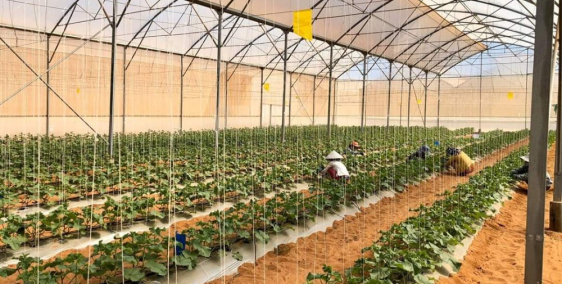 Bán 31588m đất trồng cây Bình Tân cách UBND 3km sổ riêng chỉ 50k/m Lh 0938677909