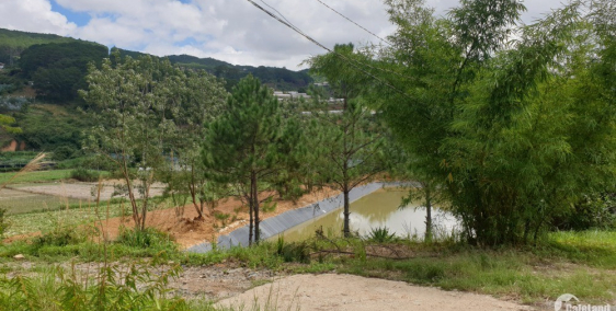 Bán đất nghỉ dưỡng và làm homestay ở đà lạt.
