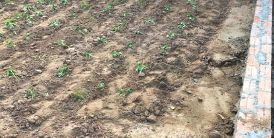 Bán đất Kim Sơn, khu phân lô, chỉ 560 triệu.