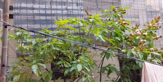 Bán nhà 3 mặt thoáng ngay phố Đại La đã mở rộng, mặt tiền mênh mông, Giá 4,4 tỷ