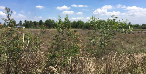 Bán gấp đất CLN chỉ khoảng 1 tr/m2 Xã Phước Khánh, Huyện Nhơn Trạch