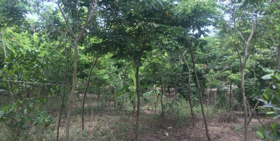 Bán lô đất mặt tiền tỉnh lộ 8 dt 3700m2 giá 2.2 tỷ