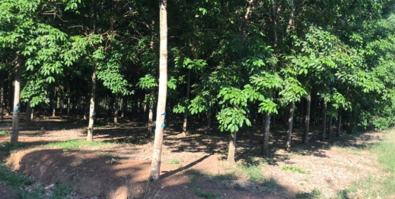 án vườn cao su 2 mặt tiền đường nhựa lớn - Đất đẹp, đường rộng - Lưu thông thuận