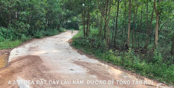 Bán 4.3 hecta đất cây lâu năm có sổ đỏ đầy đủ