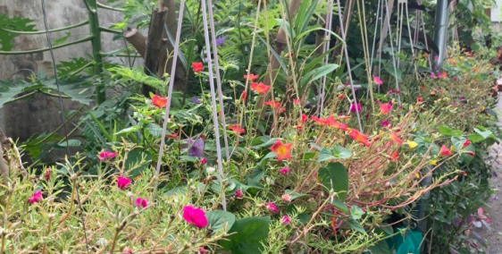 CẦN BÁN NHÀ SAU UB XÃ DIÊN TOÀN, SÁT BÊN CẠNH BƯU ĐIỆN XÃ, GIÁ BÁN 850TR