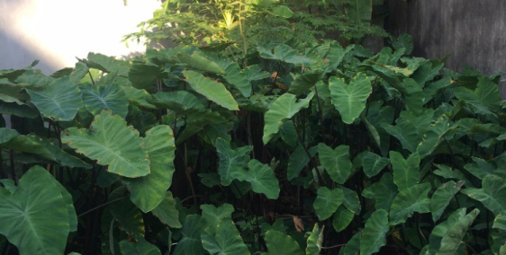 Bán nhanh mảnh đất DT 60m2 giá 29tr/m2 tại Trâu Qùy, Gia Lâm. LH 0983253436