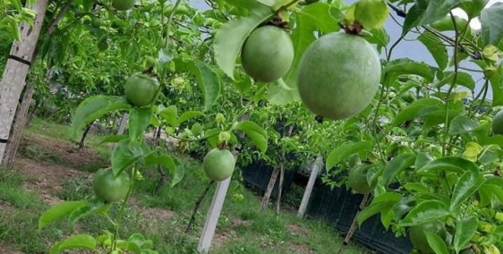 Cần bán mảnh đất 500m Củ Chi ngay khu công nghiệp Tây Bắc với sổ hồng riêng