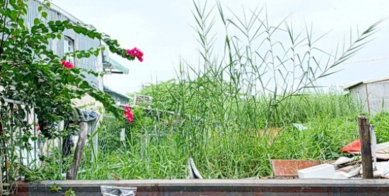 Chính chủ cần tiến bán gấp lô đất HXH 1135 Huỳnh Tấn Phát, P.Phú Thuận, Quận 7