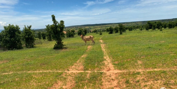 Bán gấp lô đất 2ha ngay ngã 3 Lương Sơn, vị trí đắc địa, sổ đỏ sẵn, đường trên s
