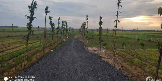 Đất vườn xã Thái Mỹ, cách ql22 2km, SHR 500m2 giá 700tr