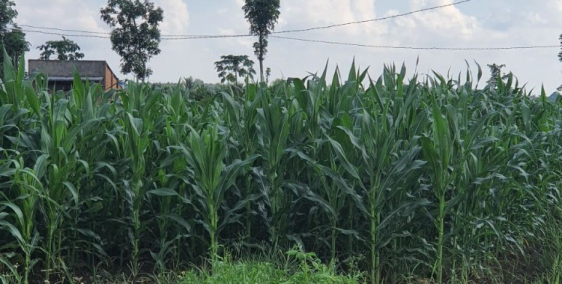 Cần tiên bán gấp đất TP Long Khánh giá rẻ