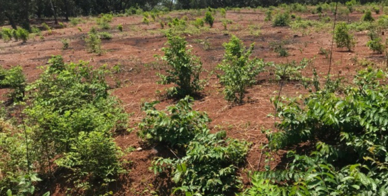 Bán 4825m2 đất mặt tiền Phước Bình, Long Thành, quy hoạch full thổ, MT 70m,