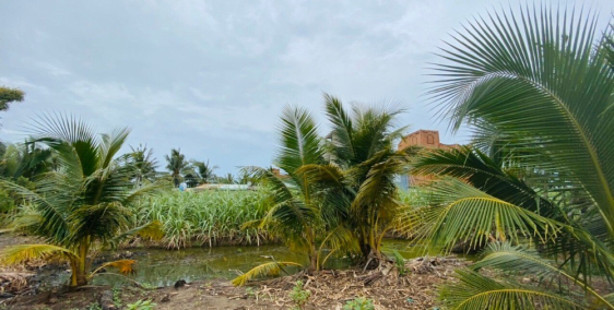 Đất vườn Nhơn Trạch giá chưa qua đầu tư