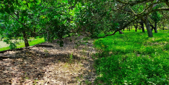 Cần tiền gấp làm vốn làm ăn cần bán gấp nhà + vườn với tổng diện tích 24.000m2.