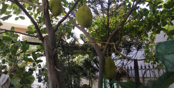 BÁN BIỆT THỰ VƯỜN NGHỈ DƯỠNG, DT 500M2 GỒM NHÀ VÀ SÂN VƯỜN GẦN BIỂN LONG CUNG