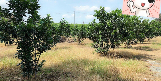Bán vườn bưởi gần 6000m mt đường nhựa xã Bình Lợi, Vĩnh Cữu, giá chỉ 13.5tỉ