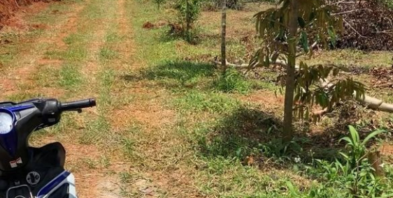 Bán gắp 1,4ha đất cây ăn trái TTTP Bảo Lộc cách bến xe Thành Bưởi 1km