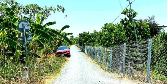 Bán rẻ vườn sầu riêng và mít Thái đang thu hoạch tại Tiền Giang