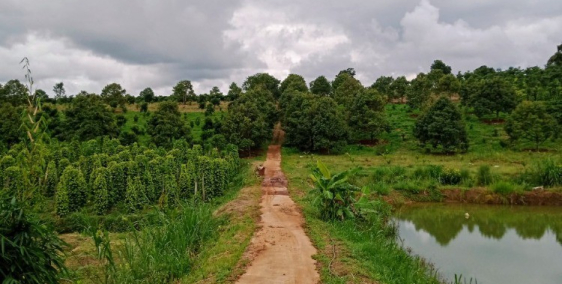 Kẹt nợ rao gấp quả đồi 10ha Đắk Song, trồng kín đất, bao sang sổ