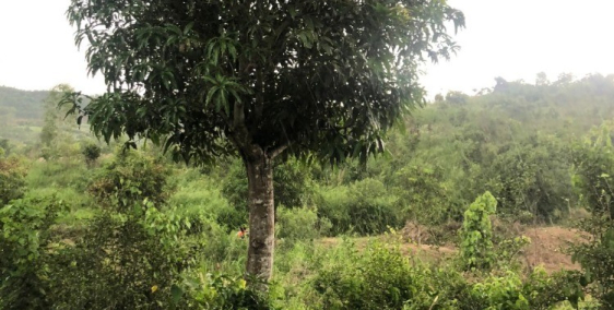 Cực phẩm làm vườn giá rẻ sập nguồn giá bán trong tuần