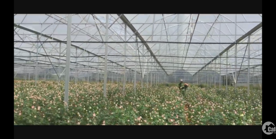 Bán đất đang thu hoach bông hồng hằng ngayg