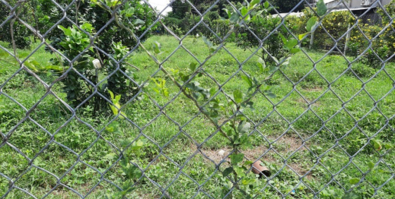 Bán vườn bưởi Bình Lợi, Vĩnh Cửu, 700m có 300m thổ cư.Giá 2ty480.