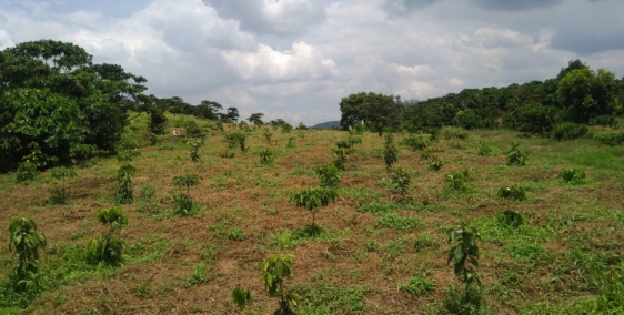 Chủ nhà kẹt tiền cần bán gấp trong tuần  5.6 xào đất Trong vườn đã trồng kín