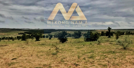 Ly hôn chia tài sản nên cần bán gấp Đất Bình thuận 50.000/m²