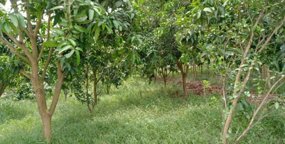 cần tiền bán gấp lô đất 2000m2 SHR Có thổ cư giá 195 triệu