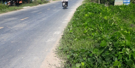 Gia đình muốn bán gấp đất Ấp Tân Hội, Đức Lập Thượng, Đức Hòa, Long An