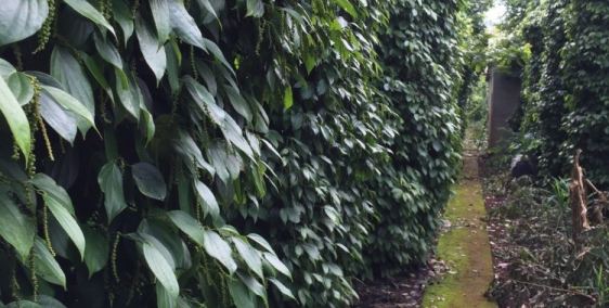 Bán 1,1ha đất nông nghiệp, canh tác ổn định nhiều năm, Sổ hồng chính chủ