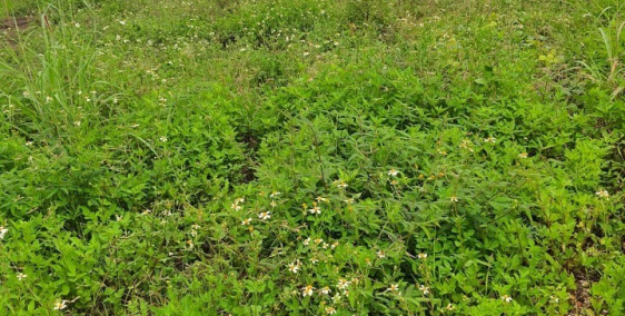 Gia đình cần bán gấp đất sào TP Long Khánh