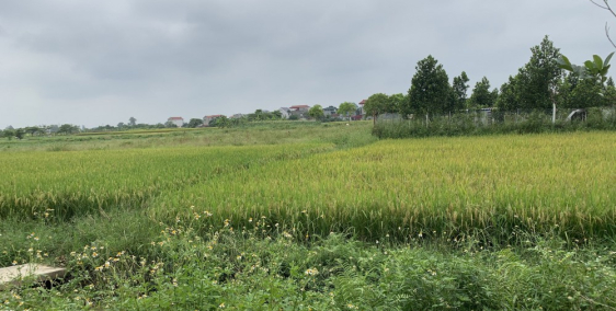 đất đẹp đường 8m bắc thượng - quang tiến - sóc sơn, giá 7 triệu/m2. LH -