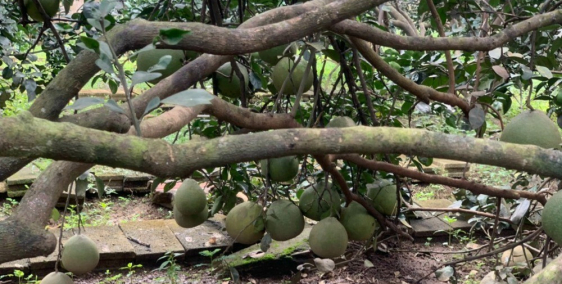 Bán vườn bưởi Bình Lục, xã Bình Lợi, Vĩnh Cữu. gần 2400m2.Giá 5ty5.