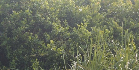 Đất nhà bè 705m2 giá cực tốt, khu dân cư đông đúc.