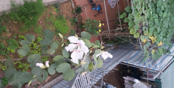 Bán đất tại 58 Nam Hồng, Khương Đình, cách Đầm Hồng 20m