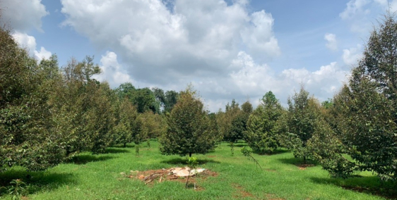 bán vườn sầu riêng đẹp,vuông vức bằng phẳng ,sổ hồng riêng tp long khánh