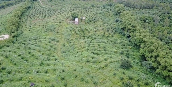 BÁN TRANG TRẠI BƯỞI DA XANH GIA ĐÌNH 11 HA LƯƠNG SƠN - HÒA BÌNH GIÁ 12.5 TỶ