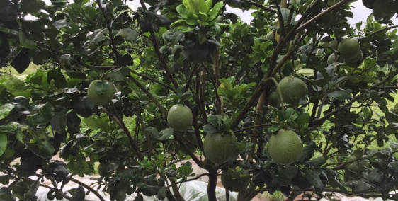 Bán đất vườn cam, bưởi đang thu hoạch sát sông Bé, gần chợ Tam Lập