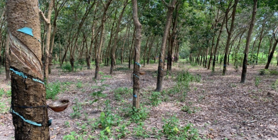 Bán Vườn Cao Su Gần Khu Du Lịch Suối Nước Nóng Bình Châu