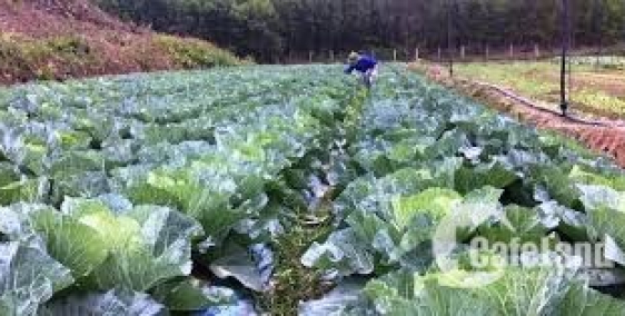 Bán miếng đất vườn cách nhà thờ con Gà- Đà Lạt 28 km, giá chỉ 1,4 triệu/m