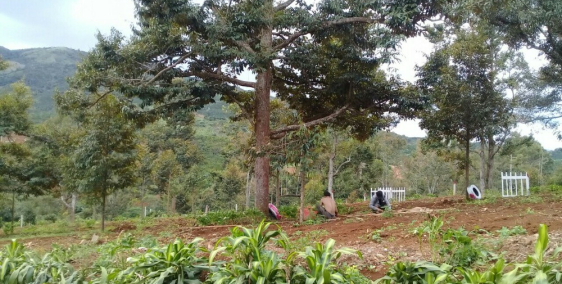 Bán đất Hoài Thanh Tuyệt đẹp TP Bảo lộc 600m 2.1 tỷ