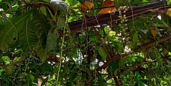 Đất ngõ 378 Thụy Khuê-101 Trích Sài, KD căn hộ mini, 220m2, 60triệu/m2