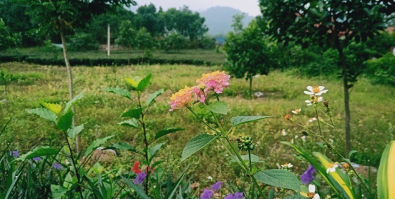 Đất trang trại x.Bắc Sơn Sóc Sơn,7500m2 đg ôtô, giá 4.1tỷ #SSB89