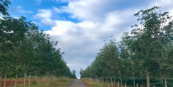 Dự án Đất nền ngay khu công nghiệp tại Gia Lai - KDC Ia Ring