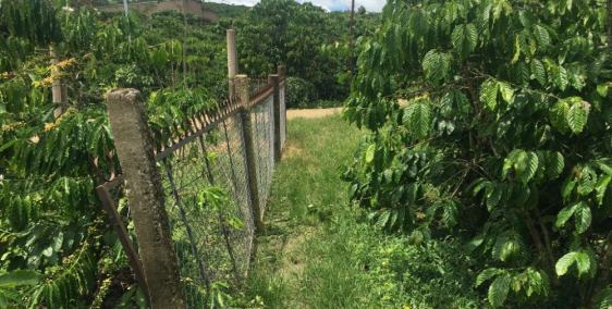 Cần bán nhanh đất vườn lộc nga có thể lên thổ cư - TP Bảo Lộc