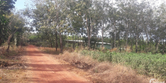 Cần bán gấp lô đất (15x72) gần chợ Minh Đức sát ĐH704 – Dầu Tiếng